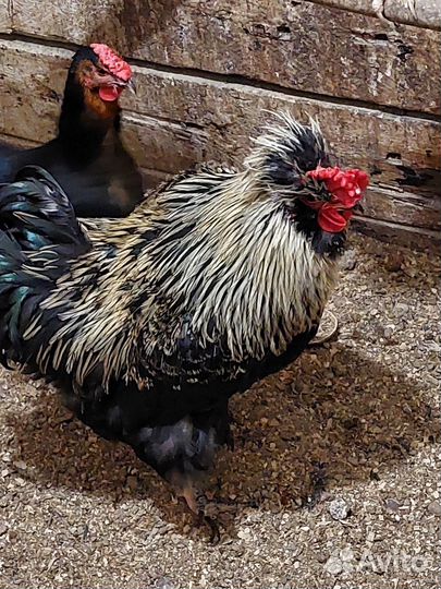 Молодые петухи, Брама