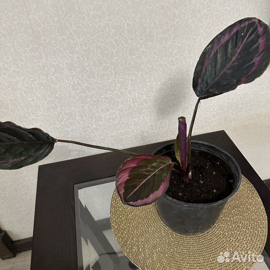 Калатея Дотти