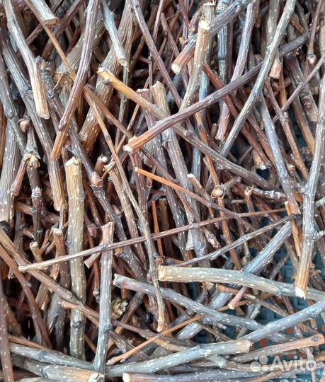 Лакомство для грызунов попугаев