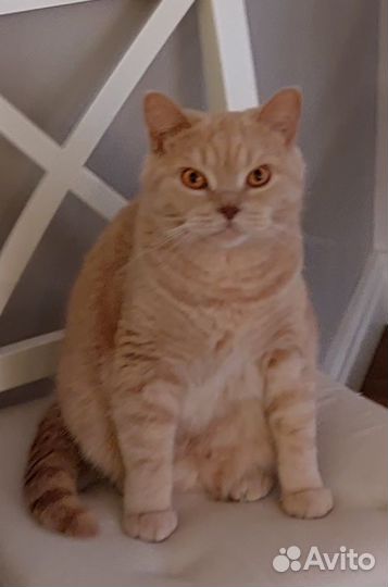 Британская