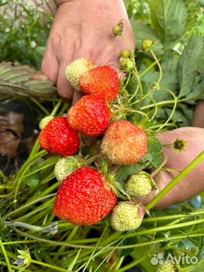 Клубника Виктория, Купчиха, Зенга зенгана