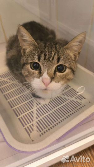 Кот Феху ищет дом, кот в добрые руки