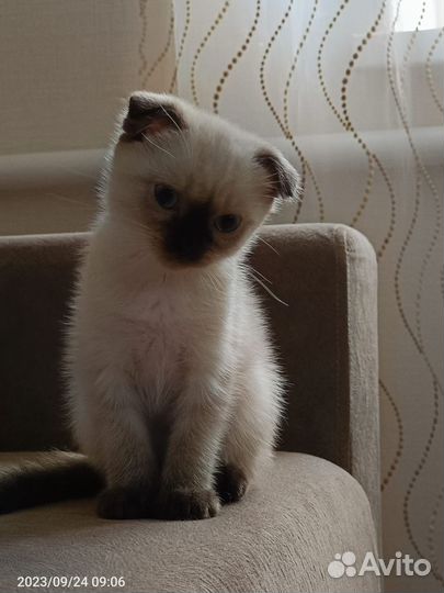 Шотландский котенок