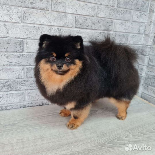 Стрижка собак