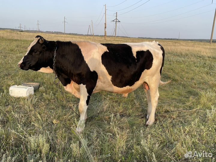 Домашние животные быки