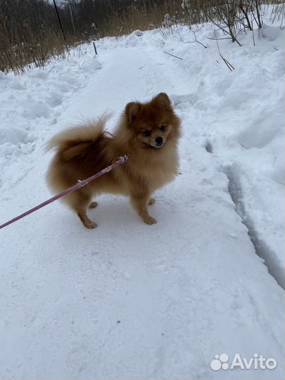 Немецкий шпиц