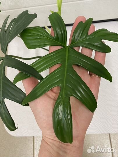 Филодендрон Аглаонема комнатные цветы