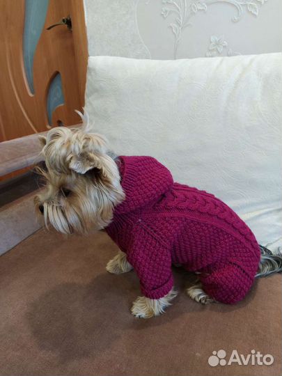 Одежда для животных