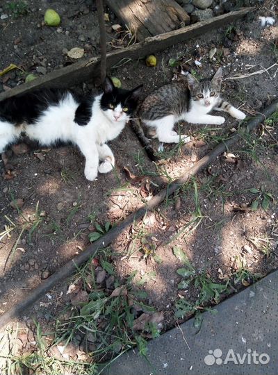 Котенок в добрые руки
