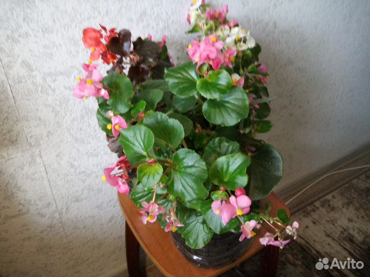 Бегония вечноцветущая