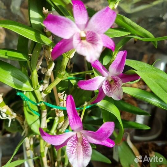 Den. Rainbow Dance 'Akane', кейки