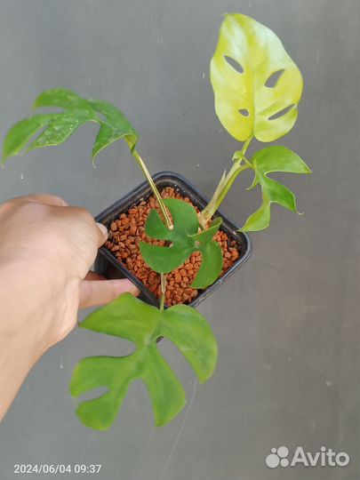 Сциндапсус Платинум