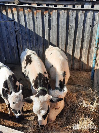 Телочки, бычки, овцы и бараны