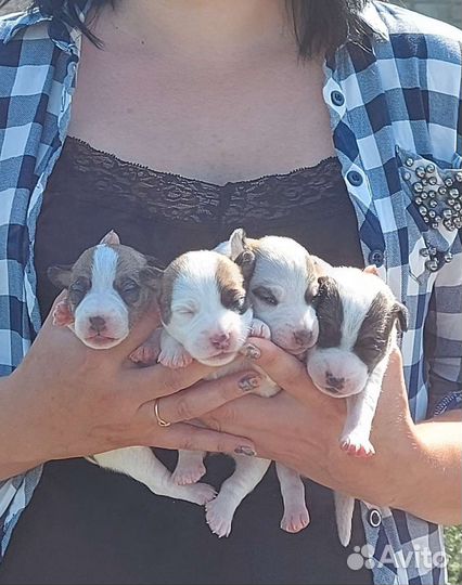 Щенки джек рассел терьер