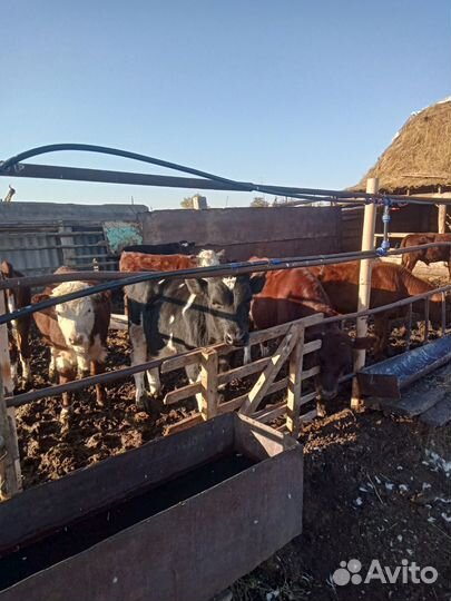 Продаются бычки, телочки