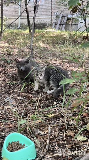 Прекрасные котята в добрые руки