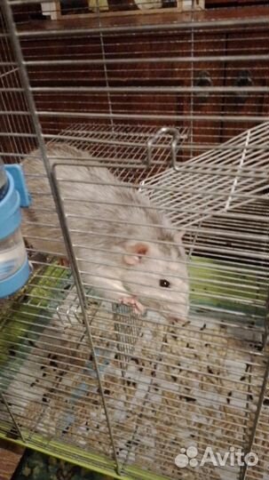 Декоративные крысы с клеткой