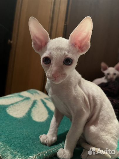Котята корниш-рекс