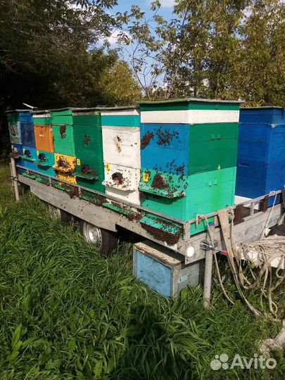 Мед с личной пасеки оптом