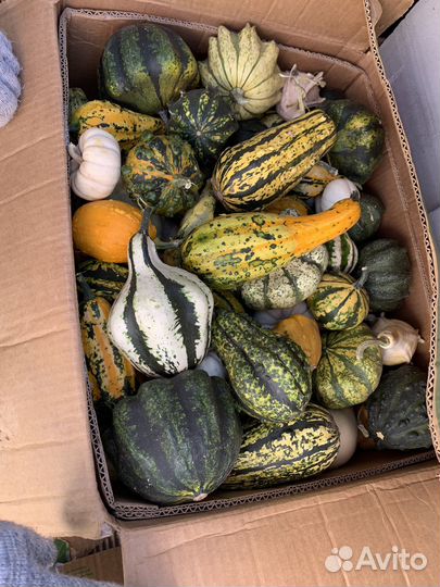 Продаётся тыква
