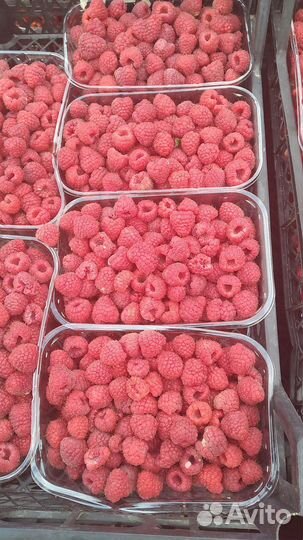 Саженцы ремонтантной Малины