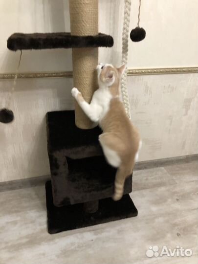 Изготовление домиков для кошек и когтеточек