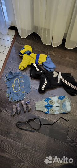 Одежда для йоркширского терьера