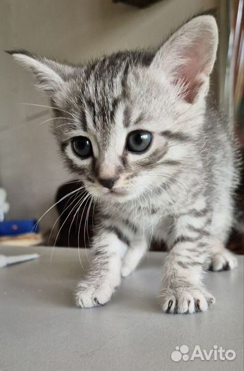 Красивые котята