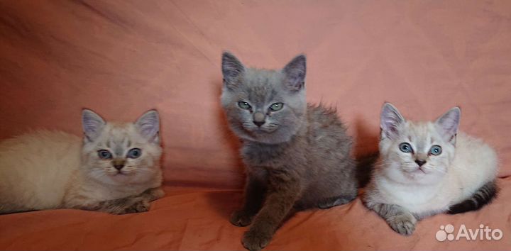 Котята от шотландской вислоухой кошки