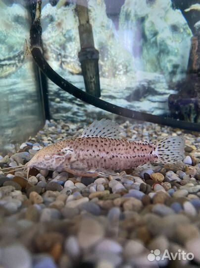 Сом таракатум