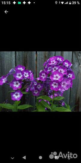 Садовые многолетники-3. Флоксы, ирисы и тд