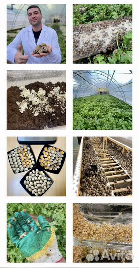 Улитка Muller, улитка Maxima