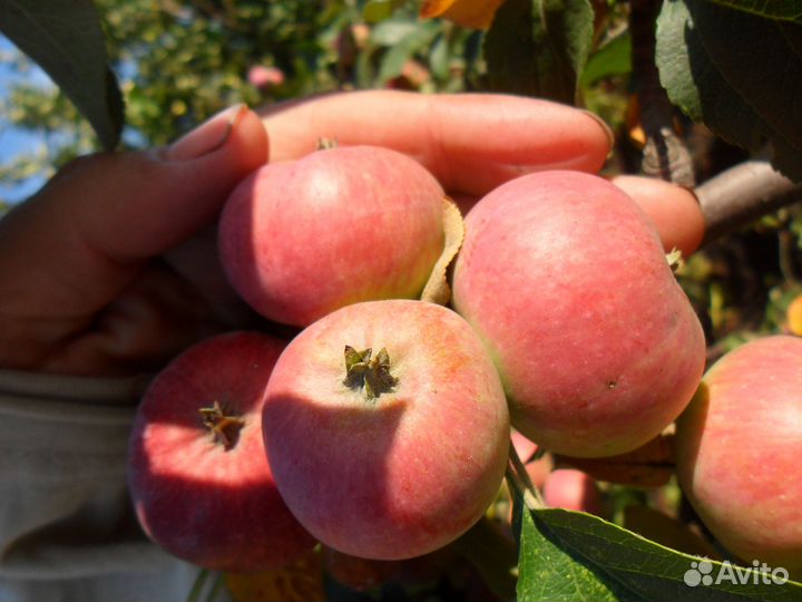 Сок яблок (банка 3л) Саженцы яблони 2 метра 2 года
