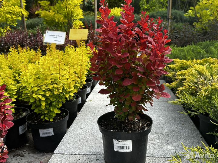 Барбарис тунберга зкс