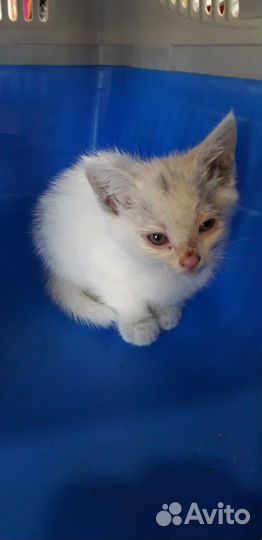 Котенок малышка Бусинка