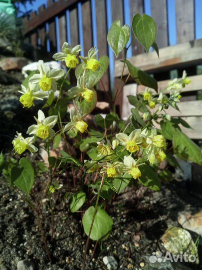 Горянка Е. х versicolor var. sulphureum
