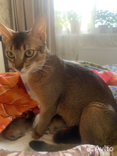 Абиссинские котята