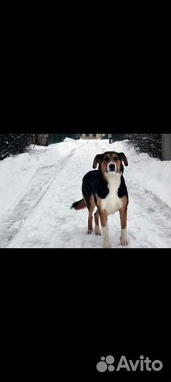 Добрая собака Марта ищет дом