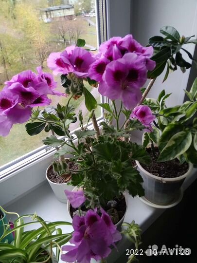 Королевская пеларгония, герань