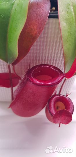 Непентес Кровавая Мэри (лат. Nepenthes Bloody Mary