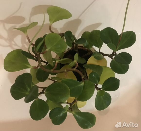 Пеперомия, колеус