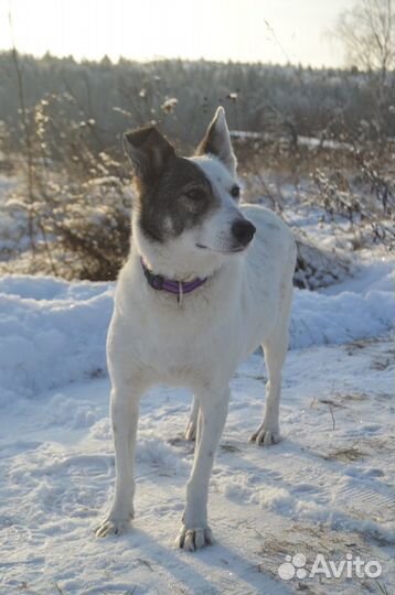 Собака ищет дом