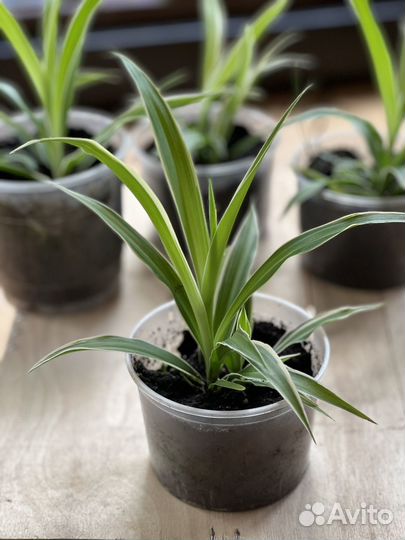 Хлорофитум вариегатум