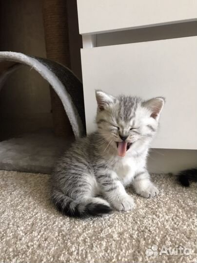 Шотландские котята
