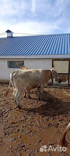 Нетели, коровы