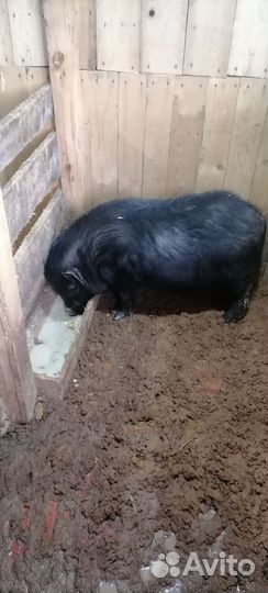 Вьетнамский вислобрюхий хряк