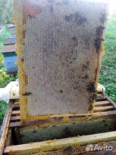 Продаю мёд (гречичный и цветочный)