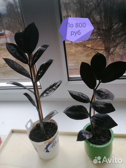 Продам замиокулькасы, комнатные цветы