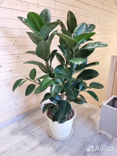 Фикус эластика Робуста 3 ствола