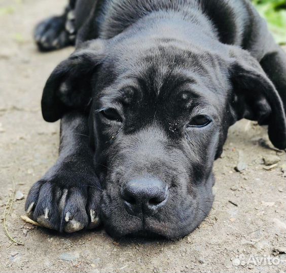 Собака кане корсо